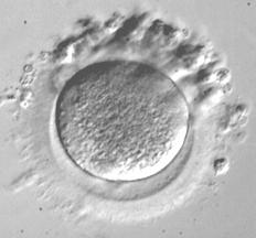 Nuclear maturation GV-stage foetal life to 1 day prior to ovulation