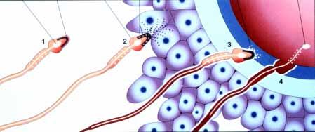 Extracellular matrix Interaction with the cumulus mass Extracellular