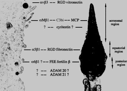 Sperm-oocyte fusion Several molecules implicated in the