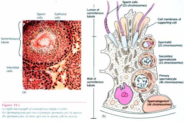 The Testis The different compartments: