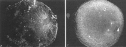 Sperm aster (centrosome) formation Duplication of the