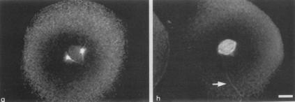 seek out the female pronuclei Prometaphase Bipolar array of