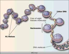 Sperm nucleus