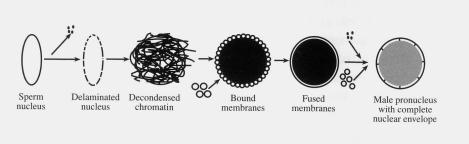 sperm chromatin is