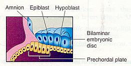 gametes/zygotes/embryos with wrong number of chromosomes 30% in