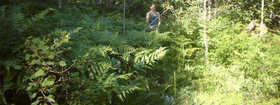 Vegetasjonen på flaten er preget av løvskog og kratt, ispedd noe barskog. Fra toppen av flaten heller den slakt ned både mot øst og vest, den er også godt skjermet av berg i sør og bergknaus i nord.