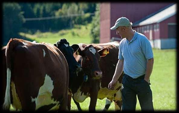 FORUT - formål Framskaffe kunnskap: Grovfôravlinger Fôrverdi