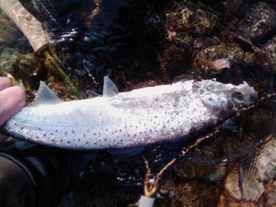 Fredag 25.mars Du verden hvor tida flyr, seks dagers fiske er over. Tross svært vanskelig fiske i kaldt vann har turens ende kommet. Mange tusen fluekast og få fisk,. Det endte på ca. 32 i alt.