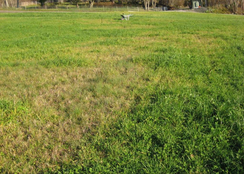 Kløvertretthet påvist på økologiske gårder Det er utført noen få undersøkelser på økologiske gårder i andre land, som har påvist kløvertretthet.