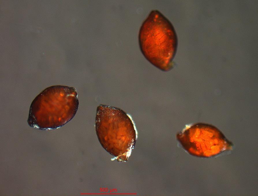 Kløvercystenematoder (Heterodera trifolii) angriper først og fremst rød- og hvitkløver, men kan også overleve på lupin. Juvenilene går gjennom fire juvenilstadier før de blir voksne.