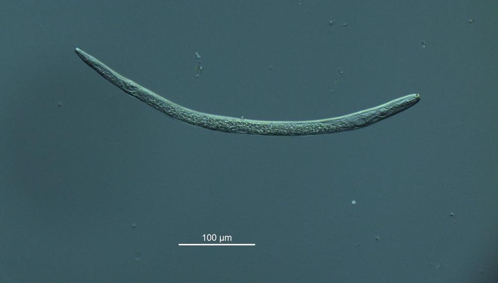 Rotsårnematoden Pratylenchus crenatus er funnet over hele landet. Foto: Christer Magnusson Rotgallnematoder (Meliodogyne spp.) er kjent som de mest skadelige nematodene for landbruksvekster globalt.