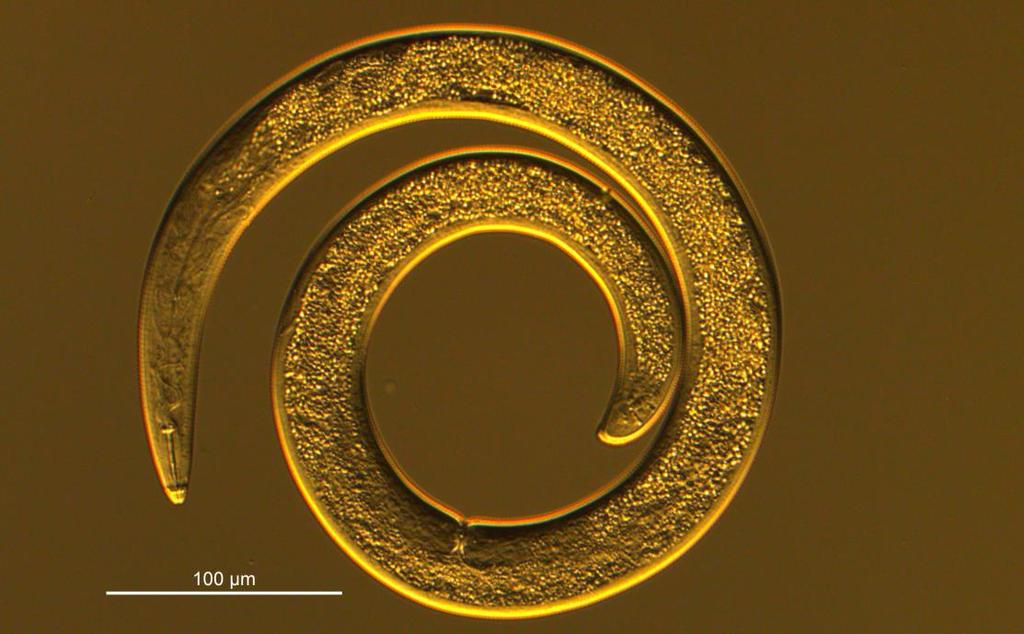 Skade på kløver av stengelnematode (Ditylenchus dipsaci). Foto: Gudmund Taksdal Andre nematodegrupper som også kan gi skade på planter: Spiralnematode (Helicotylenchus spp. og Rotylenchus spp.