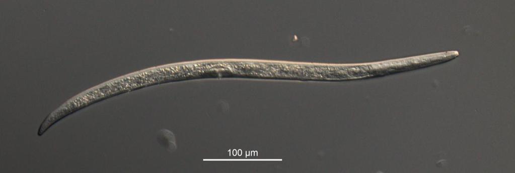 Nålnematode (Longidorus elongatus) er vanlig i hele landet nord til Dyrøy og har mange kulturvekster som vertsplanter. Nematoden er særlig alvorlig i jordbærdyrking.