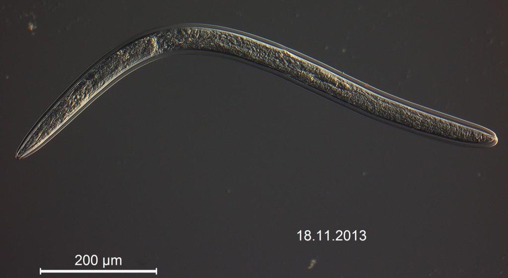 Stuntnematode (Tylenchorhynchus spp. og Merlinius spp.).