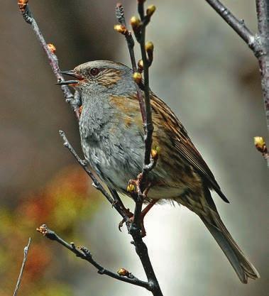 Foto: Karl-Birger Strann. Granplantefeltene på godt og vondt for fuglefaunaen Deler av skoglandskapet i Vesterålen preges av omfattende granplantefelt.