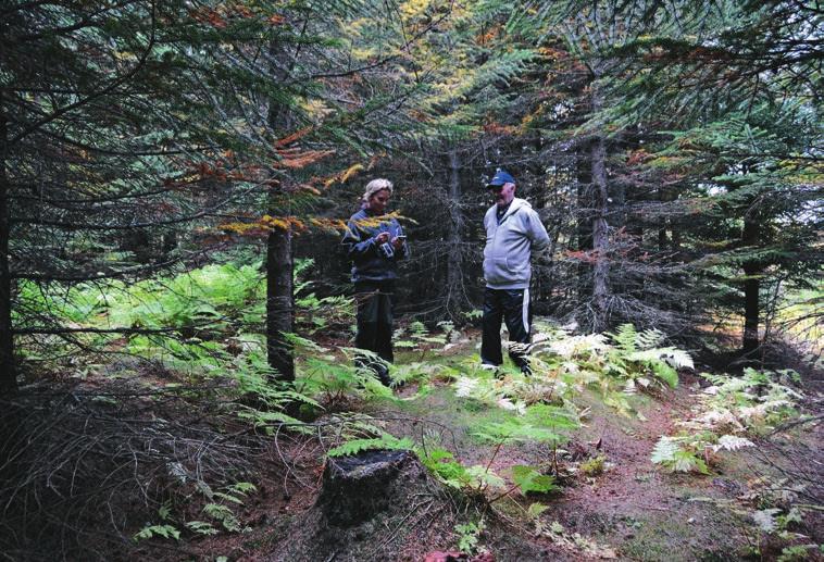 vegetasjonen. I plantefelt, derimot, står trærne tettere enn i naturlig skog.