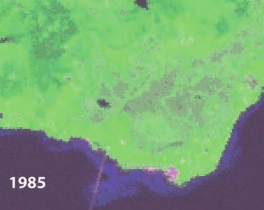6 Satellittbasert vegetasjonskart (255 klasser) fra Skagen i Hadsel, som viser åker og eng i grønt, slått eng i hvit, myr i rosa-fiolett og skog i mørkere grønne nyanser.