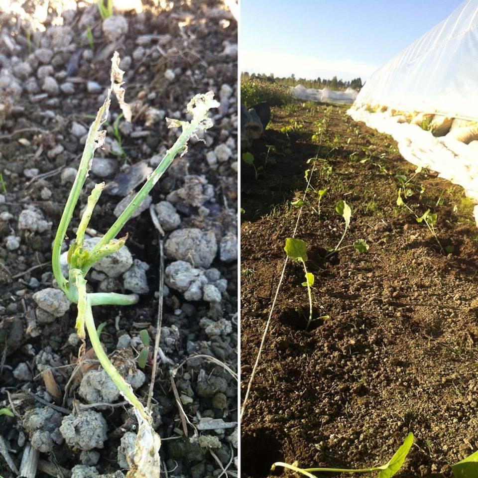 To hold med pluggplanter av kålrot forsvant, i tillegg til hold med broccoli, ruccola, palmekål, purpurkål, neper og grønnkål.