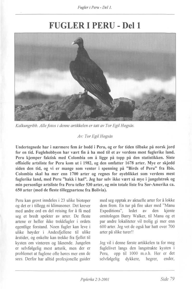 Fugler i Peru - Del 1. FUGLER I PERU - Del 1 Kalkungribb. Alle fotos i denne artikkelen er tatt av Tor Egil Høgsås.