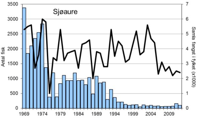 Sjøaurefangstane har minka frå midt på 1970-talet, vidare frå tidleg på 1990-talet, og dei siste 15 åra har snittfangstane vore berre 89 sjøaure per år.