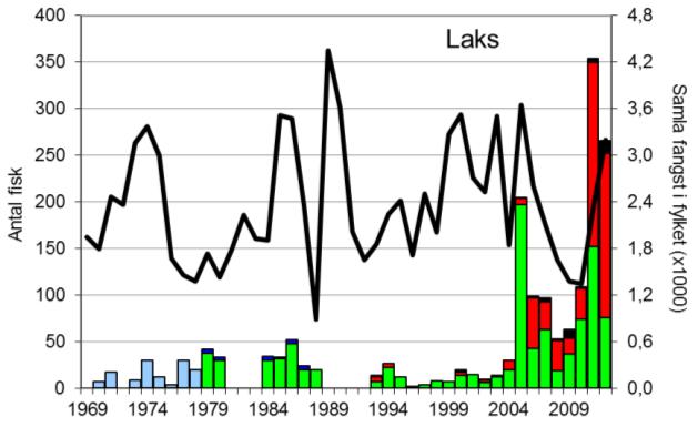 FANGST OG SKJELPRØVAR I USKEDALSELVA I perioden 1969-2004 vart det i gjennomsnitt fanga 20 laks per år (figur 1, stolpar).