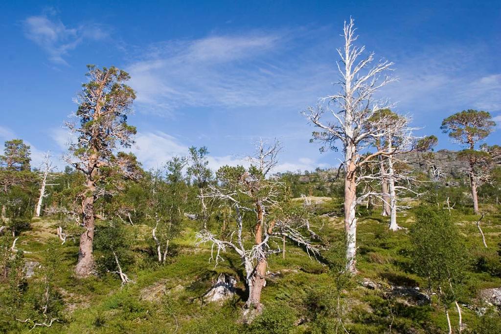 Langvassdalen Ruffedalen (Gildeskål, Nordland) Gamle furutrær og gadd i Langvassdalen.