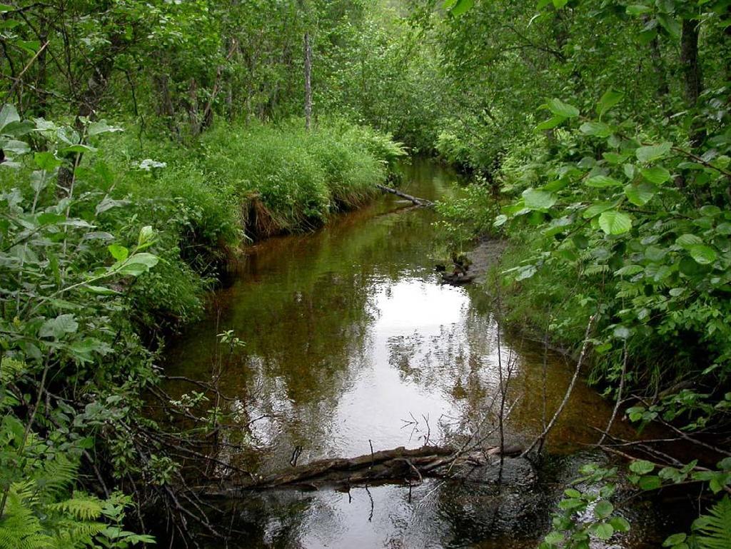 Alappmoen (Målselv, Troms) Flommarkskog med særdeles frodig lungeneversamfunn og stor bestand av