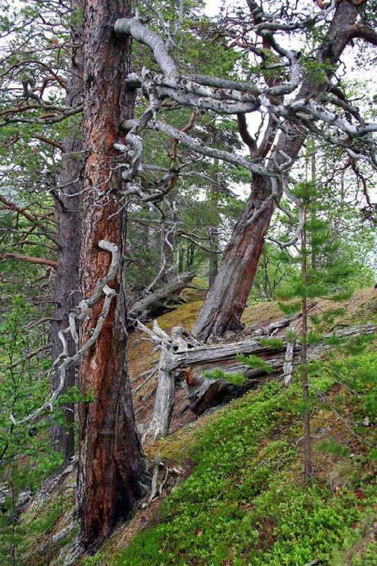 Fotograf: Geir Gaarder Devdislia (Målselv, Troms) Gammel furuskog, med gamle trær og mye død ved finnes