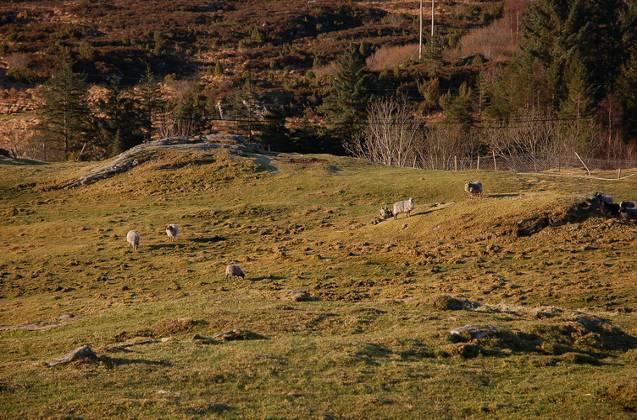 Søraust for tjørnet, nord for eksisterande bustader, brer