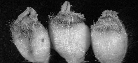that a number of Fusarium species may infect during a given season. While F. langsethiae was most prevalent in a dry year, F. culmorum was abundant in a wet.