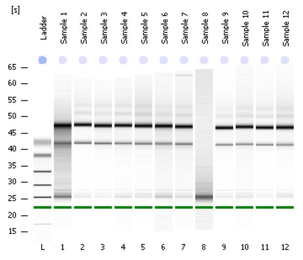 a) To RNA-prøver høstet 6 og 14 dpi. Brønn 1 ble applisert med markør, M, og brønn 2 og 6 inneholder 3 µl RNA fra henholdsvis 6 og 14 dpi.