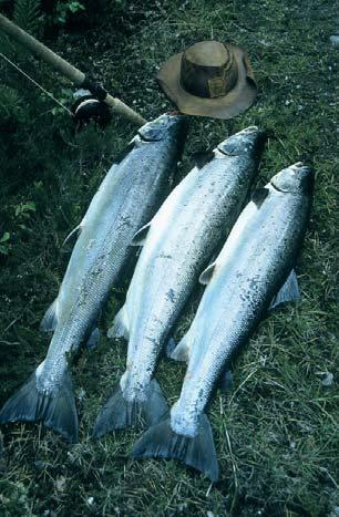 I bakgrunnen sees Yndestad Gard som tilbyr overnatting, kurs, konferanser mm. Fiske i det kalkede vannet er en del av tilbudet. Kalkdosereren glir fint inn i miljøet langs elvebredden.