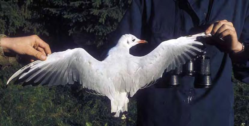 En 2K hettemåke fanget i mistnett i Rosnesbukten i Rygge for undersøkelser og ringmerking høsten 1972. Fuglen er i full fjærfelling og på vei inn i 2. vinterdrakt.