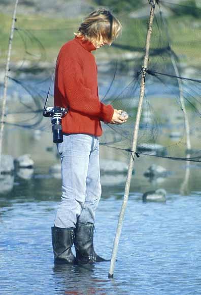 Hallstein Rosnes frigjør en rødstilk fra et av fangstnettene i Rosnesbukten i Kurefjorden høsten 1972. alt ble det fanget 15 individer av denne arten under ringmerkingsarbeidet denne sesongen.