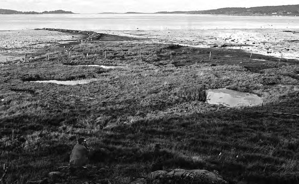 Parti fra odden sør for Kanaholmen i Rosnesbukten i Rygge en høstdag i 1972. På begge sidene sees marsklandet med de viktige raste- og furasjeringsområdene for vadere og andre våtmarksfugler.