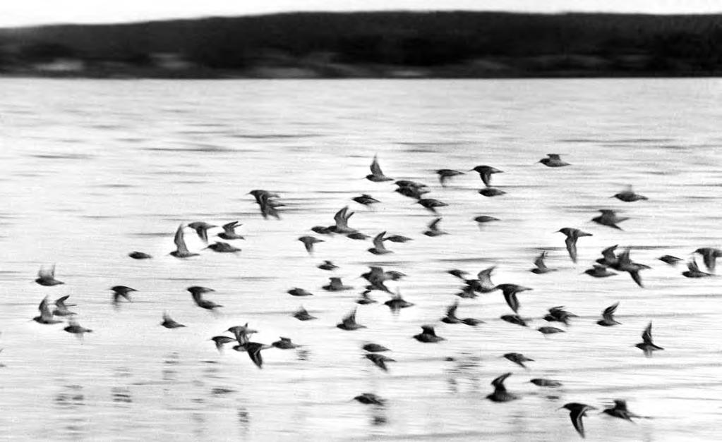 årene før de ornitologiske undersøkelsene fant sted i Kurefjorden i 1972 forsvant det meste av vadere fra området, idet andejakten tok til i august.