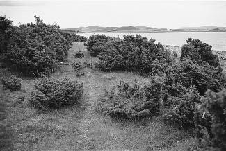 Gjenskaping... Videre skjøtseltiltak på Skaget: (Forts. fra side 1) næring. En lang rekke undersøkelser har vist at artsrike enger helst utvikles på næringsfattig mark.