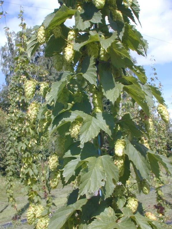 ca 20 aksesjoner, lokalt innsamlet Jordskokk, ca 40 genotyper, lokalt innsamlet Alle ved Bioforsk Landvik Humle, 39