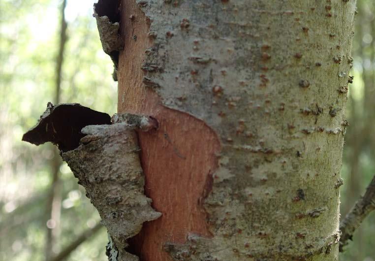 grunnet utretting, flom- og erosjonssikring, grusuttak elva rettere og dypere, hindrer nydannelse av naturtypene Middels negativ