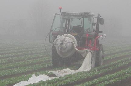 Temperatur, fuktighet og vokslag Under duken blir det både varmere og fuktigere. Dette fører til at vokslaget på plantene blir tynnere.