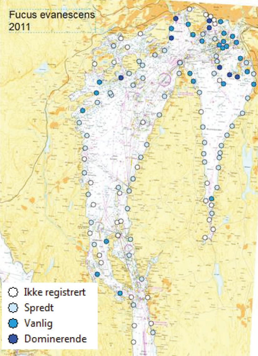 På stasjonene i Vestfjorden har det vært en økning i antall arter i blæretangbeltet siden 2/21, men ikke tilstrekkelig til at det utgjør klare forskjeller når man sammenligner alle