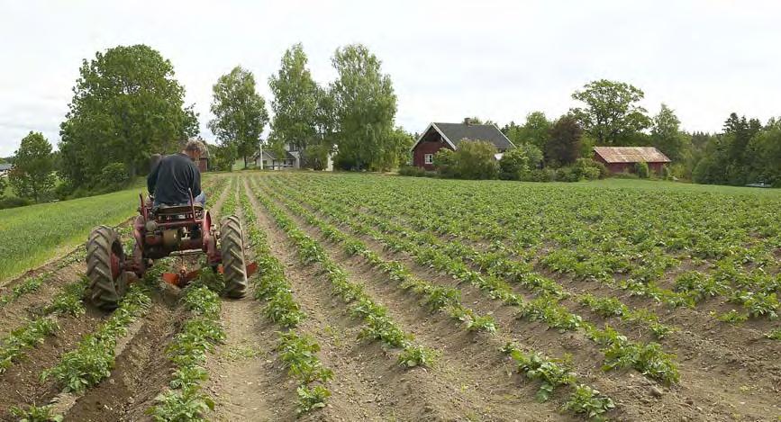 Figur 22: Mange kommuner i Akershus har et stort potensiale for økt potetproduksjon (Foto: O.