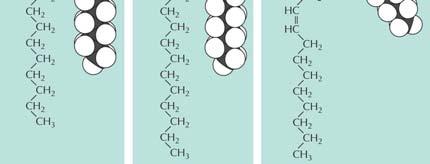 fosfolipidmolekylet en polar