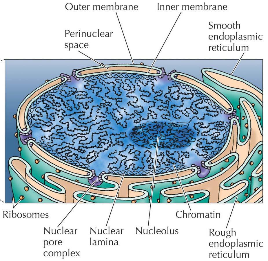 Cellekjernen (nucleus( nucleus)
