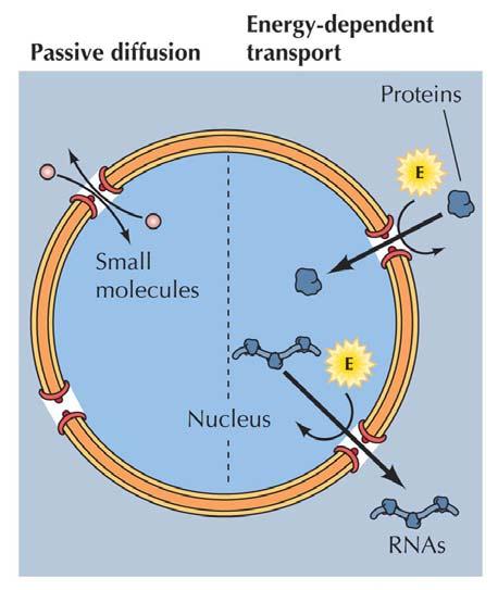 Denne kontrollen av transport inn/ut av kjernen gjør at eukaryote celler kan finregulere genuttrykket (genekspresjonen) mye mer enn