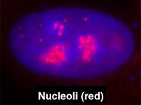Nukleolus Mammalske cellekjerner inneholder 1-4 nukleoli.