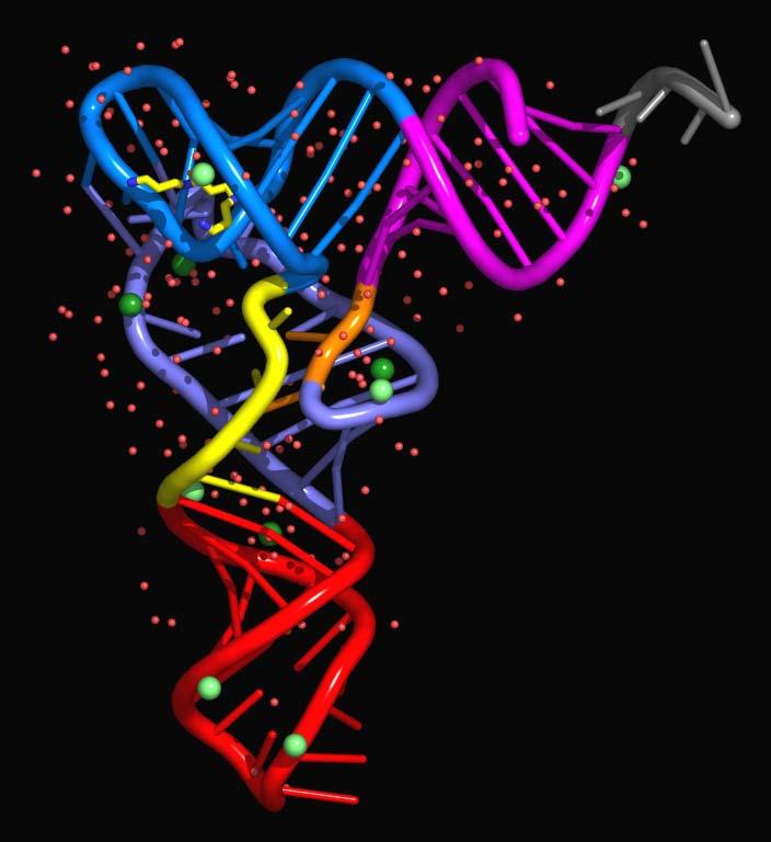 RNA RNA (RiboNucleic Acid) har nesten samme grunnstruktur som DNA, bortsett fra at sukkergruppen er ribose, i stedet for deoksyribose og at Tymin (T) er erstattet med Uracil (U).