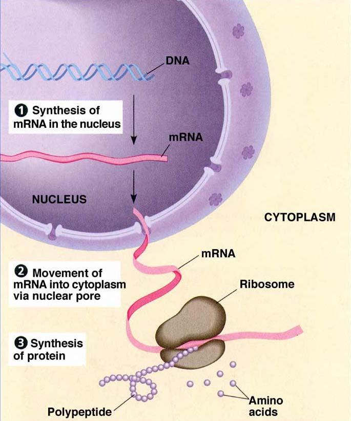 DNA-mRNA mrna-protein Hovedfunksjonen til cellekjernen er å avskrive (transkribere) gener til mrna (messenger-rna).