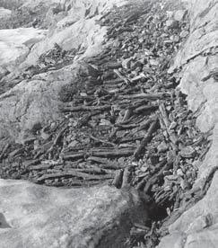 Figur 4. Stokkenes plassering på fjellhyllen i 1936. Som Fægri skriver ser disse ut til å være systematisk deponert her. Foto: Knut Fægri. Figur 5. Nærbilde av en av stokkene dokumentert av Fægri.