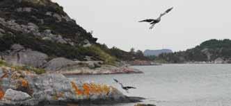 Den flotte volleyballbanen er elegant nedsenket i terrenget. 66 Borgøy Tysvær Çb I Kobbarvågen, på nordsida av øya, finner du flytebrygge og trygg nattehavn.